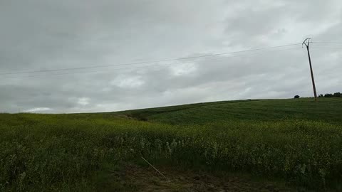 Strong winds move the donkey's ear