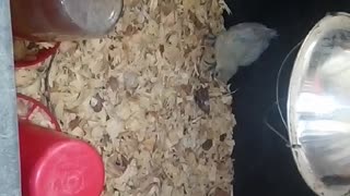 Chicks in a brooder Part 40