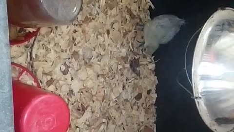Chicks in a brooder Part 40
