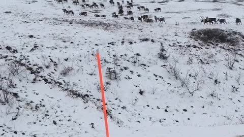 Caribou Crossing