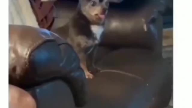 I think My dog 🐕 forget how to barking.