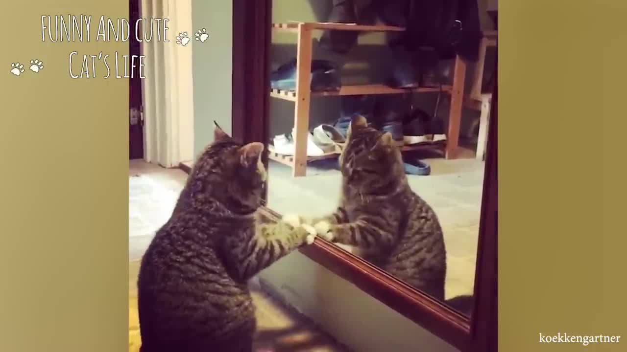 Funny cats reflex to themselves in mirrors - Funniest Cats Video