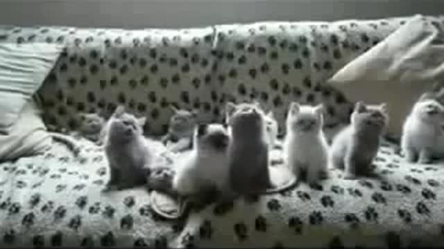 Funny Video - cute and sweet kittens