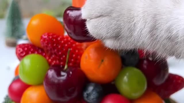 Today we have a fruit-bearing tree