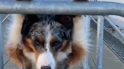 😍Cute and Funny Dog Compilation