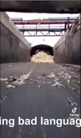 CANADIAN GOVERNMENT KILLING THOUSANDS OF CHICKENS