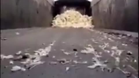 CANADIAN GOVERNMENT KILLING THOUSANDS OF CHICKENS