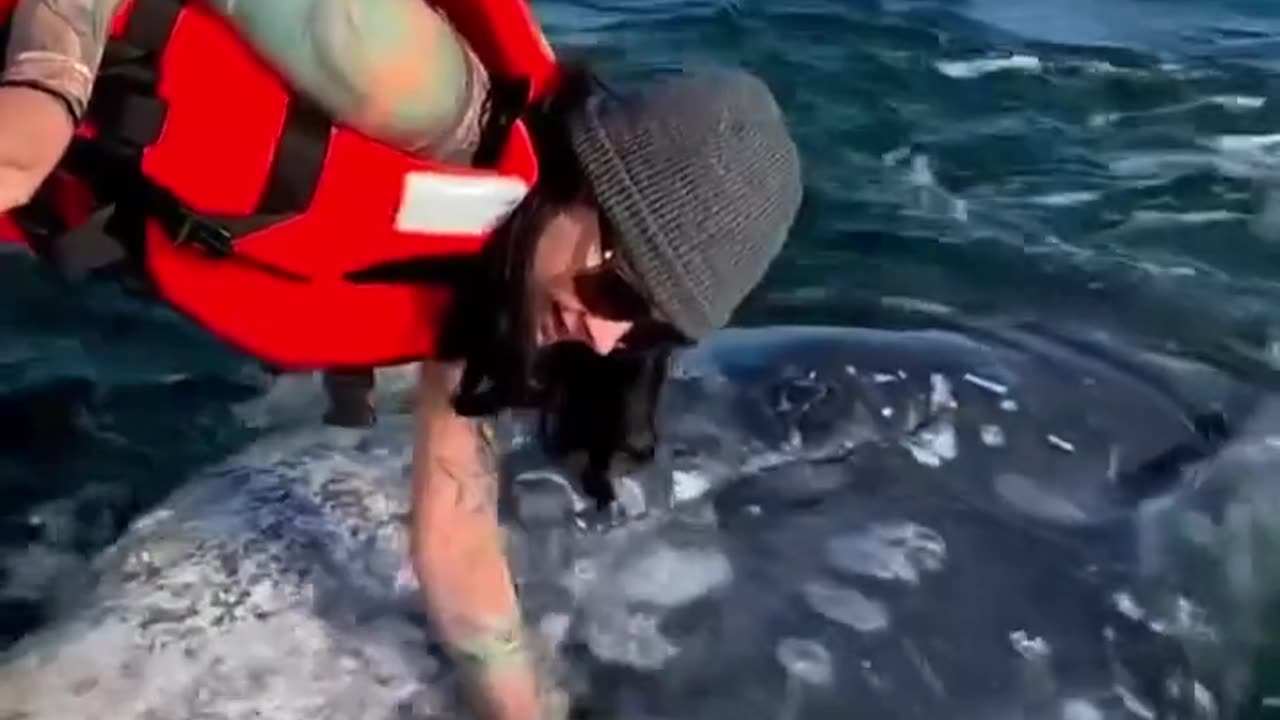 Still dreaming of the beautiful encounters with these gentle giants ✨🌈onboard
