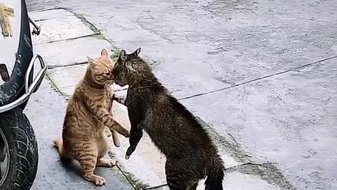 Cat Important discussion 😺🐈😅