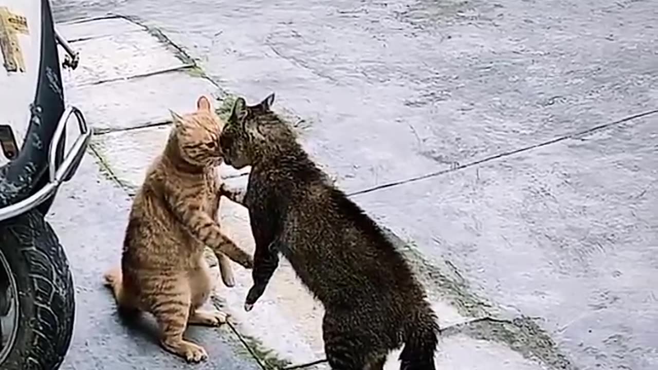 Cat Important discussion 😺🐈😅