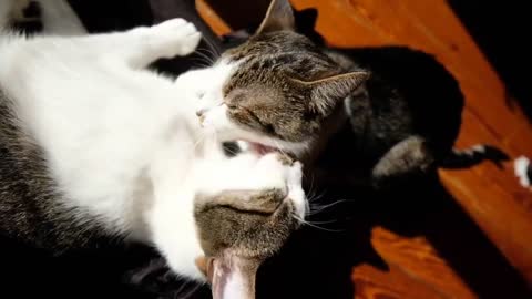 Romantic Cat Video