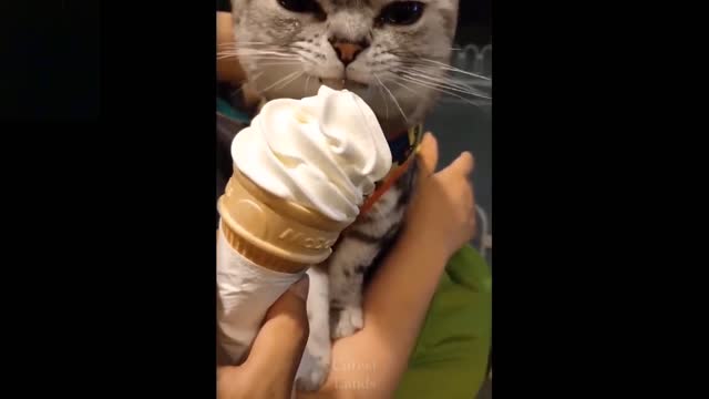 Most Memorable Silly Cute and Funny Pets Compilation