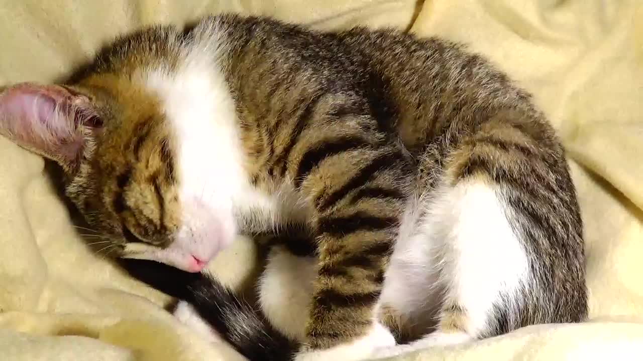 Rudolph the Red-Nosed Kitten Is Scratching His Little Ear