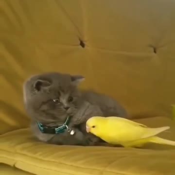 Bird and cat funny