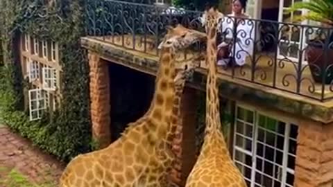 Two giraffes on the balcony