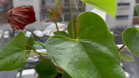 Rainy days, pots, flowers, watering days