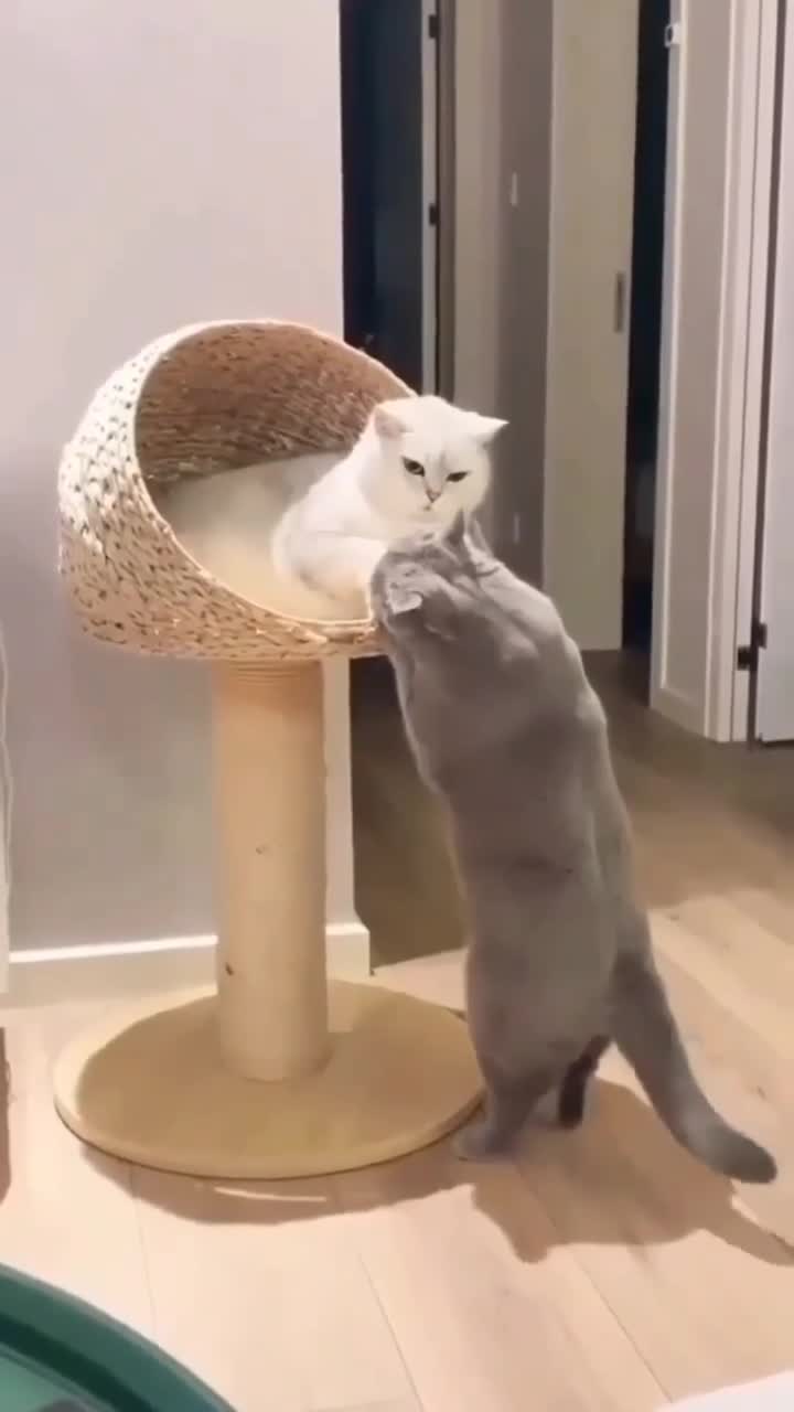 Cat Rumble Cute cats ππ