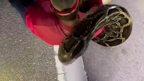 Python hunters wrestle 19-foot-long record-breaking snake