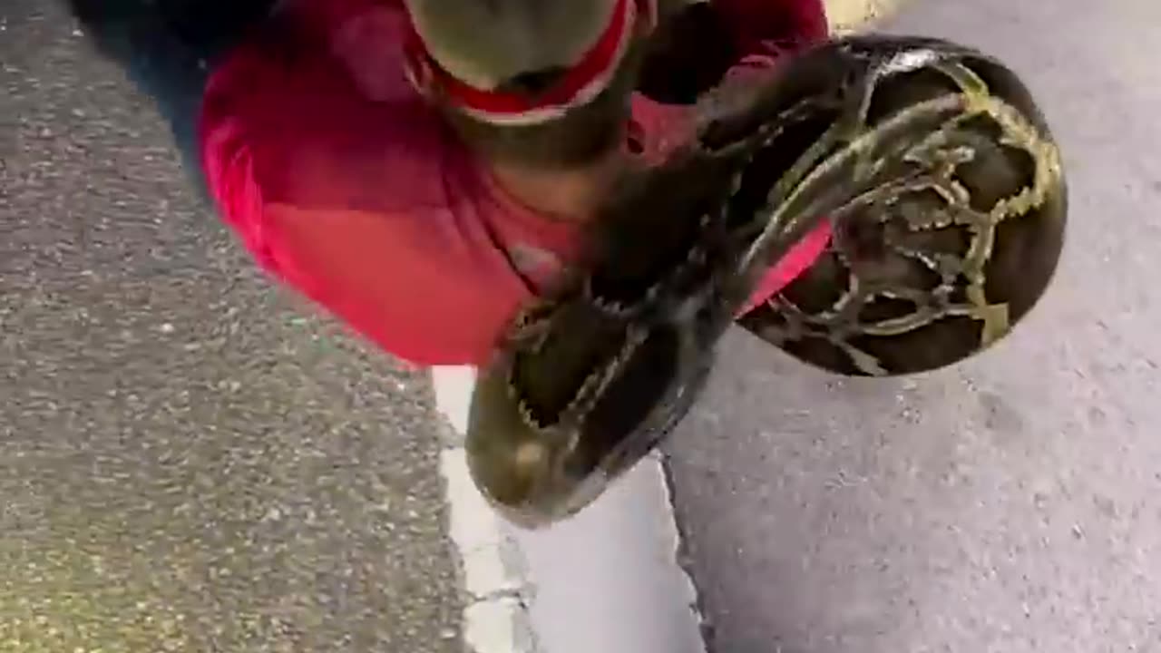 Python hunters wrestle 19-foot-long record-breaking snake