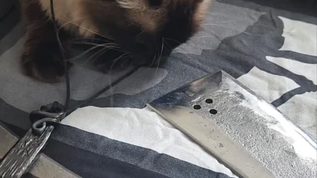 My cat likes my new necklace