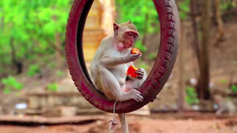 baby monkey eats in a funny way