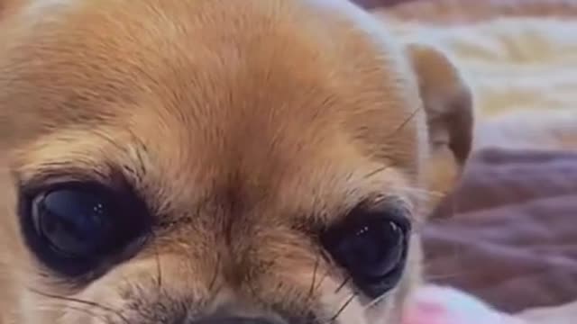 Cute Angry Dog Attacks Owner - Video Stops Right Before Each Time!