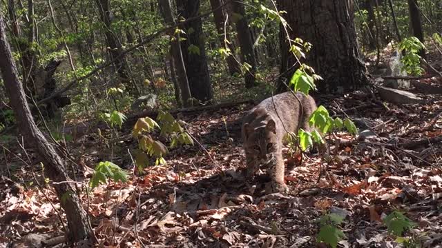bobcat-attacks-turkey-hunter
