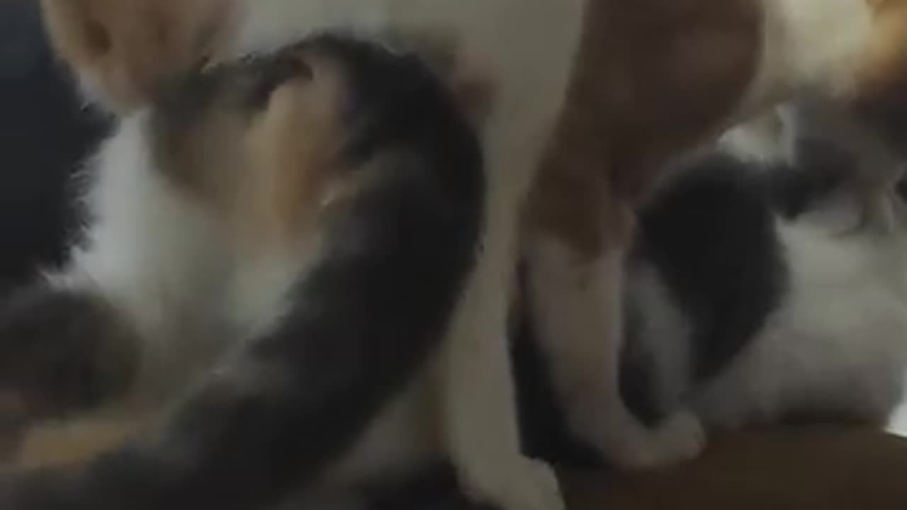 cats mating