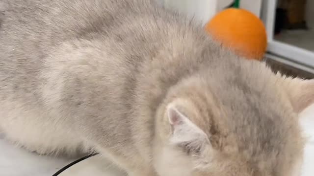 be a cat in the next life