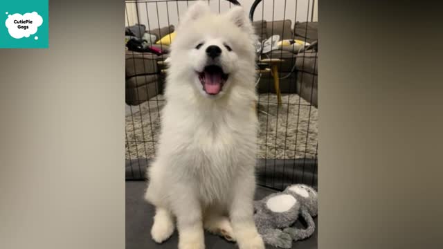 Cute Puppies Doing Cute Things