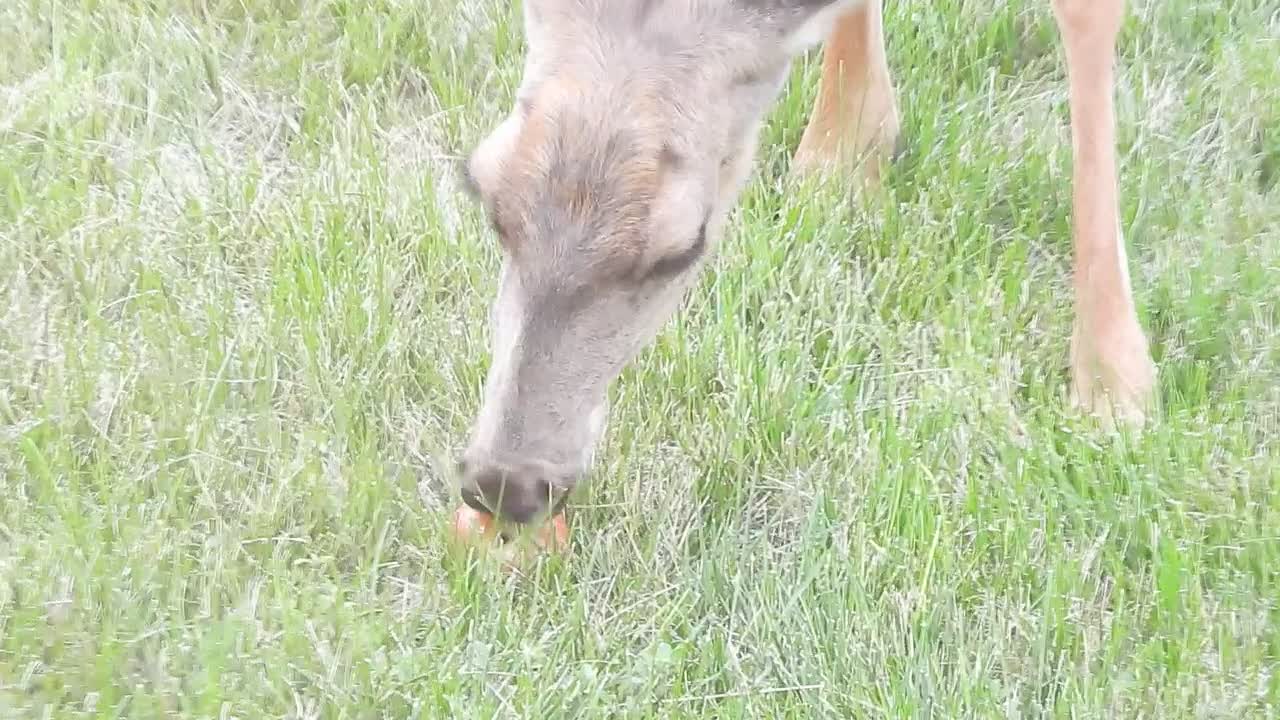 Deer 3