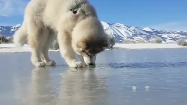 This dog tried to dig through the ice with its paws