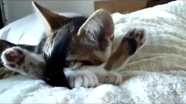 Funny and Cute Cats Videos #124 │ Gadis Sekarwangi