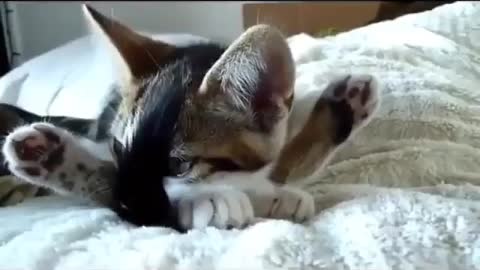 Funny and Cute Cats Videos #124 │ Gadis Sekarwangi