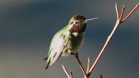 A hummingbird hanging out near a feeder