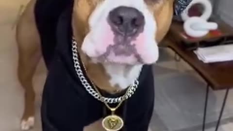 THE 🤣TALKING DOG