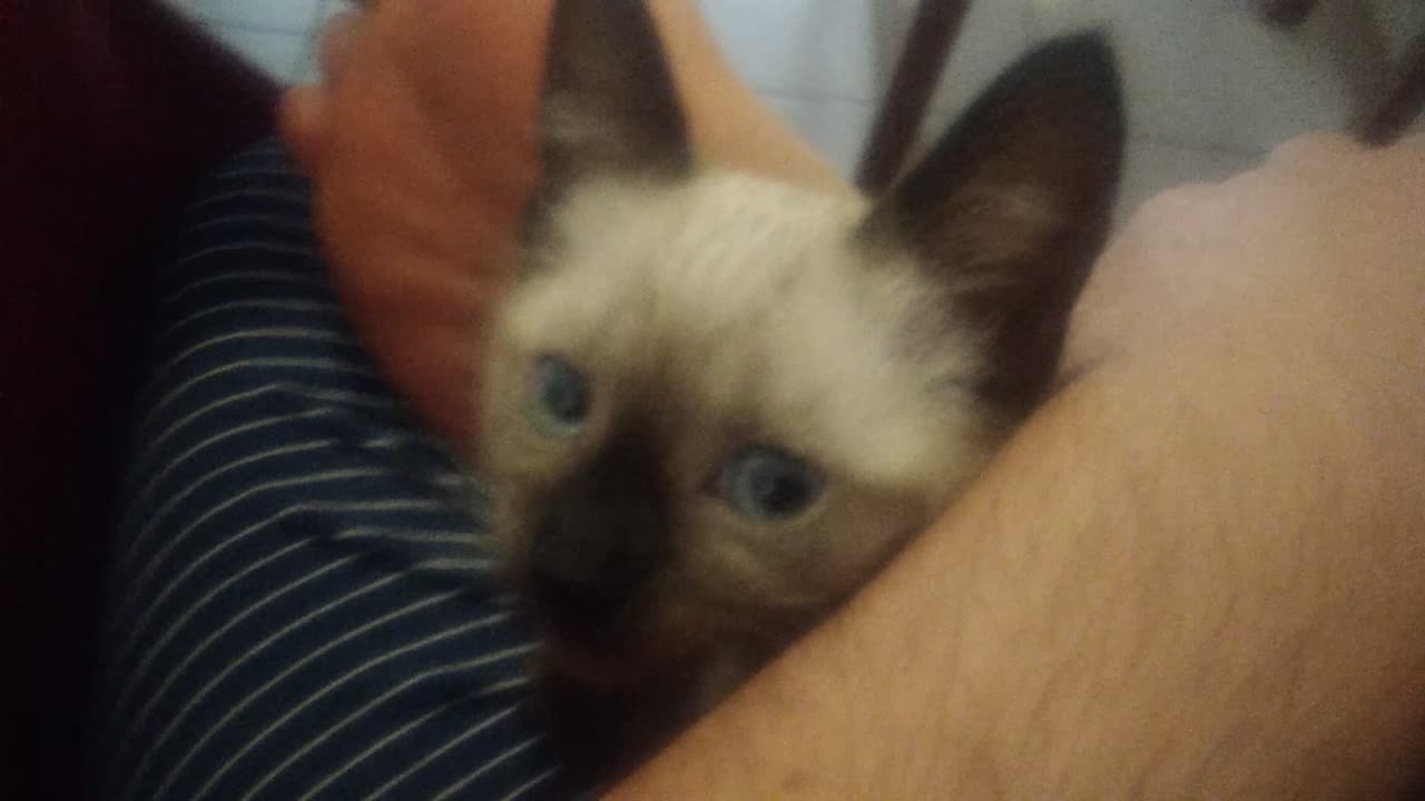 Talking to a tiny siamese kitten - sm0l Meimei is sm0l #cute