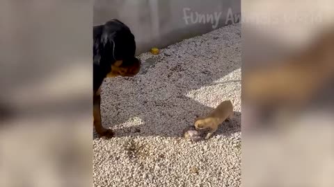 Funny Animal Videos 2023 😅 - Funniest Dogs and Cats Videos 😁