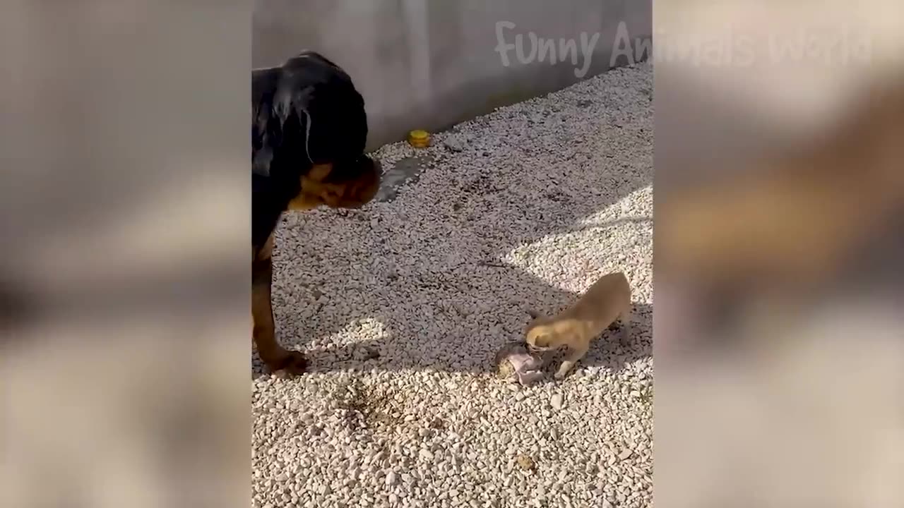 Funny Animal Videos 2023 😅 - Funniest Dogs and Cats Videos 😁