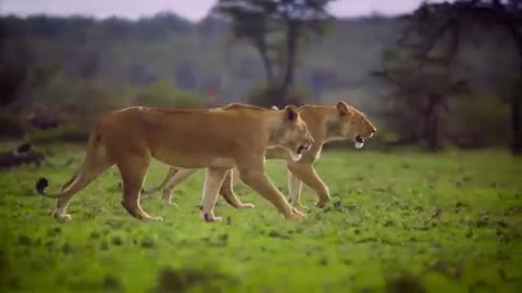 Lions are looking for prey