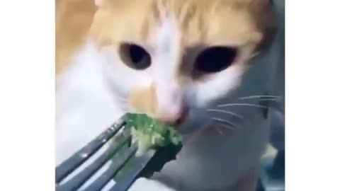 Funny animals videos