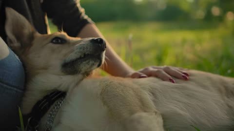 a dog face, stroked by a hand of a young girl