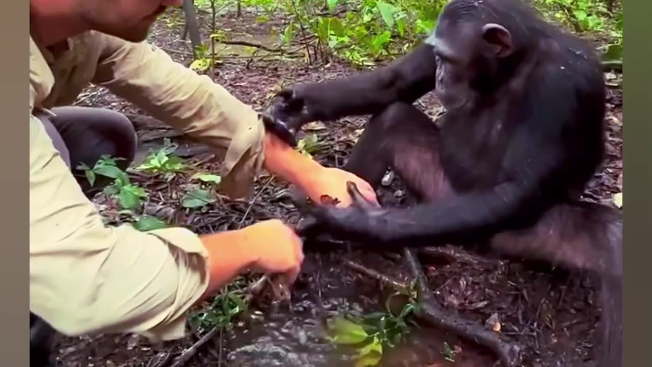 Everyone says monkeys are not good but they are very good 🐒 ❤️