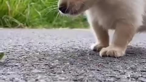 Cute little dog and his cricket friend