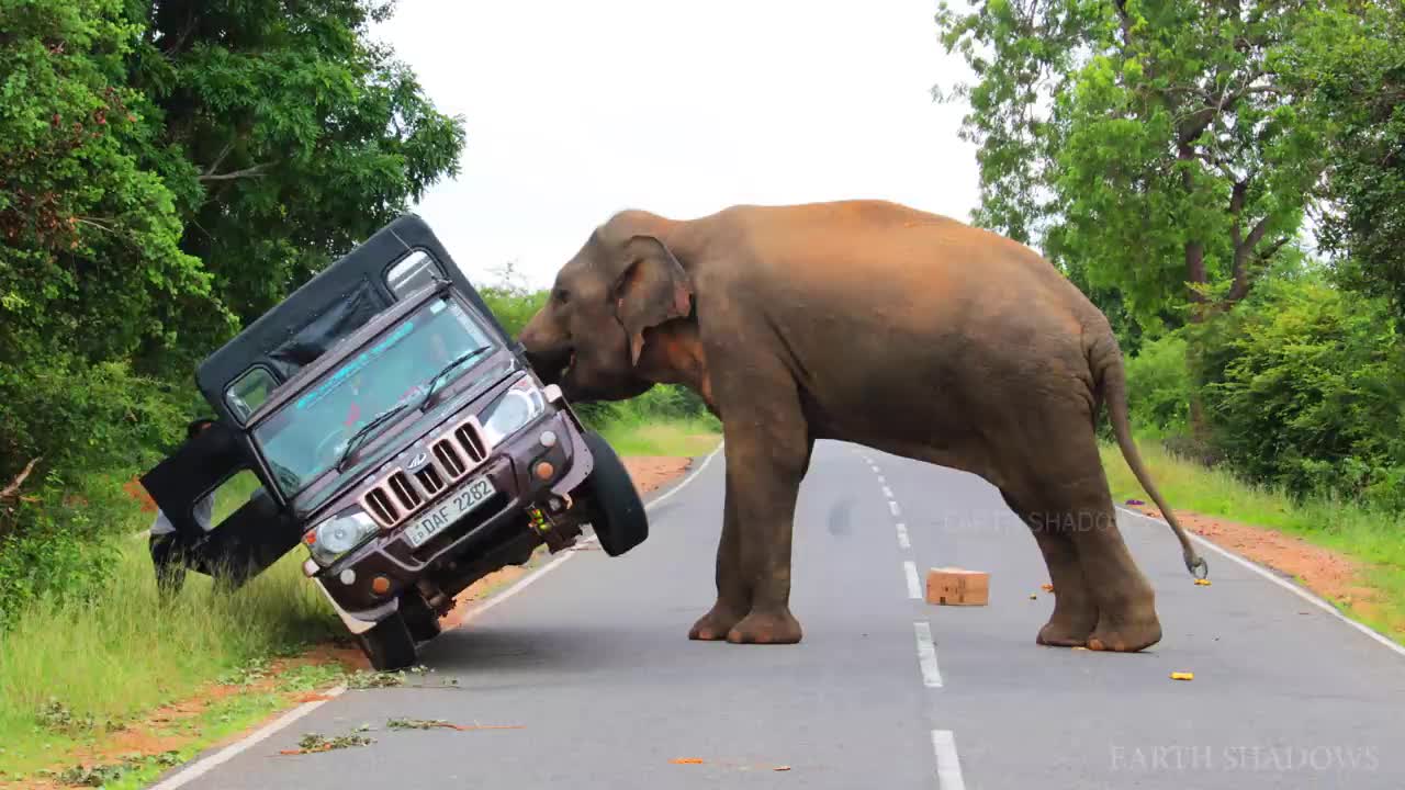 Elephant attack in Sri Lankan road