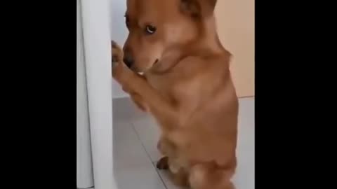 FUNNY ANIME DOG 🐶🐕