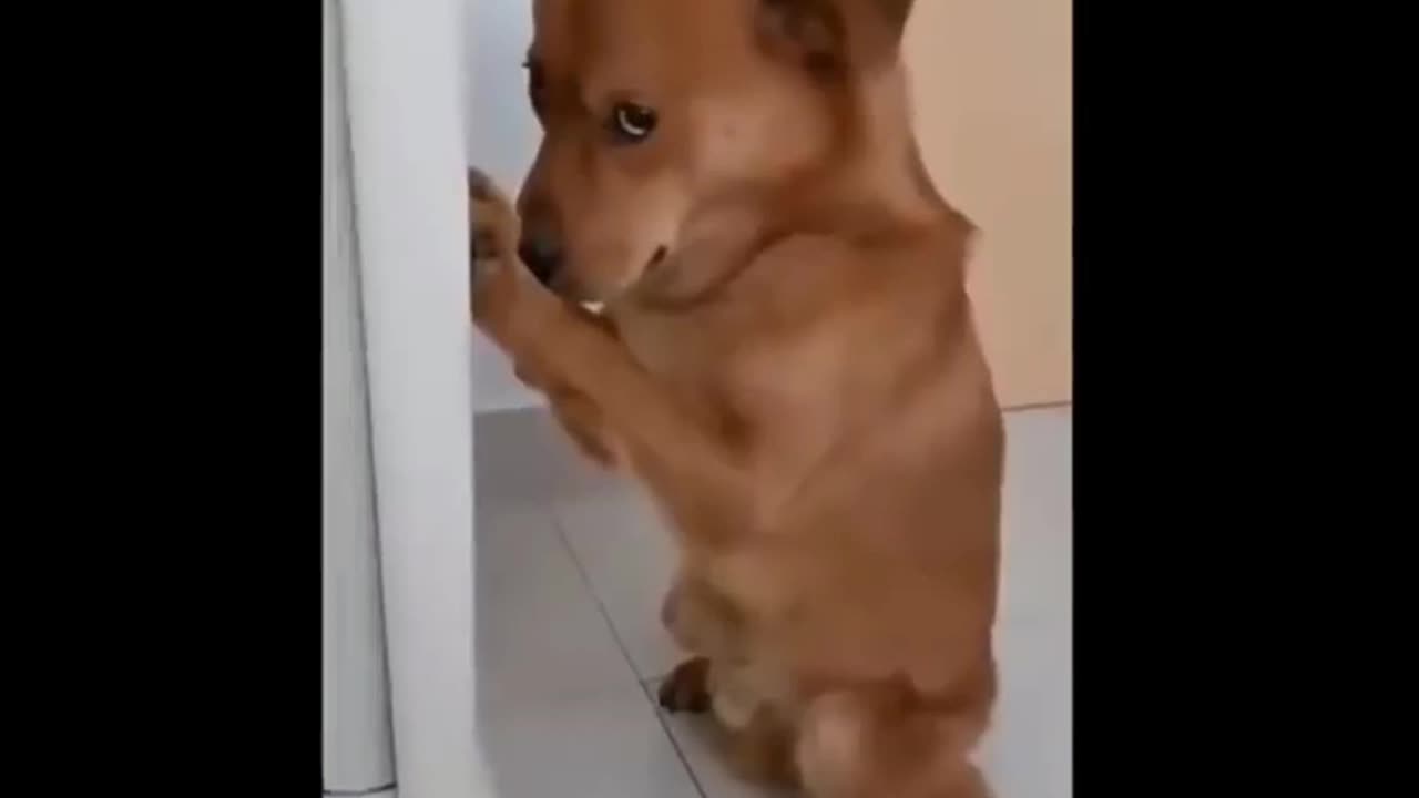 FUNNY ANIME DOG 🐶🐕