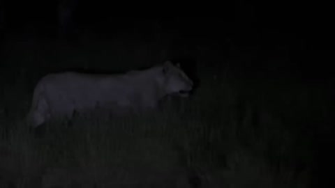 Hippo kills lion in a bloody war-3