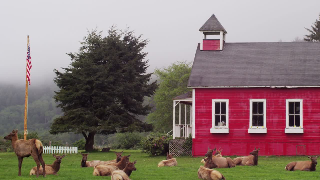 Elk Lounging Near Red House in Wilderness