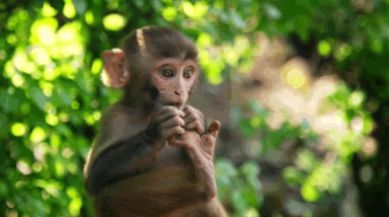 Cute and funny monkey videos // funny animal videos// 😂😂😂